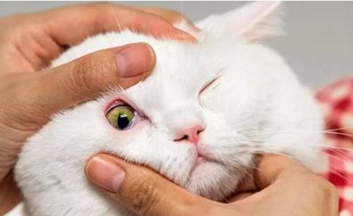 猫咪眼睛红肿滴什么眼药水