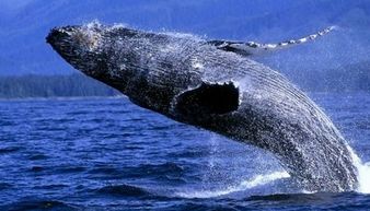 鲸 哺乳纲动物 搜狗百科 