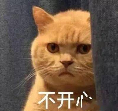 撸猫一次,养猫千日 