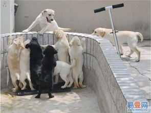 【广州市哪里有卖纯种拉布拉多犬 番禺区哪里有正规犬舍的图片】-番禺 小谷围街道易登网