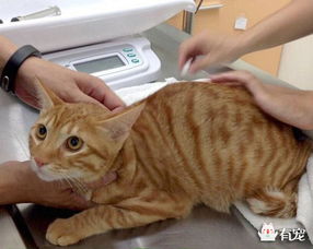 猫咪究竟都要打哪些疫苗