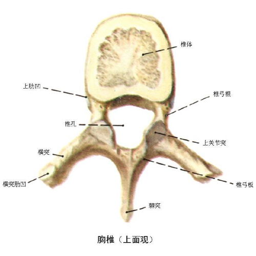 胸椎肋凹 与肋头相关节 在哪个位置 