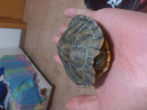 今天刚买的巴西龟为什么不吃东西啊 是不是我和它缺少感情啊 怎么培养 