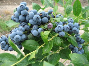 中国十大蓝莓之乡 国内哪里的蓝莓最好吃