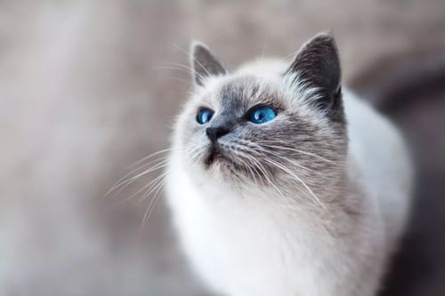猫咪的猫多维片 辅助治疗猫癣的不二法宝