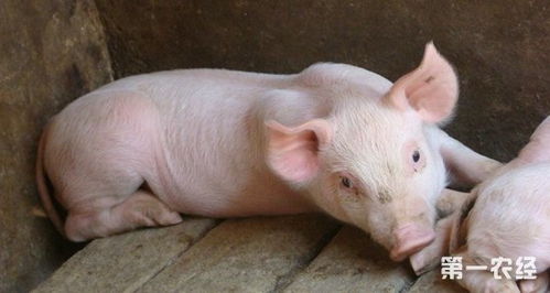 猪腿肿胀是怎么回事 猪链球菌和副猪嗜血杆菌区别