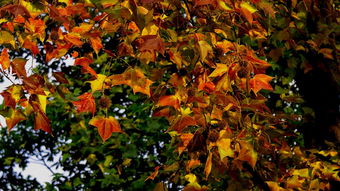 秋天的色彩 苏州天平山秋景
