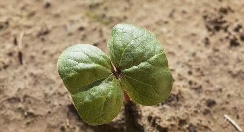 棉花苗期牤椿象危害 搜狗图片搜索