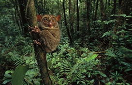 全球15种最奇特动物 邦加眼镜猴眼睛比大脑大 图 