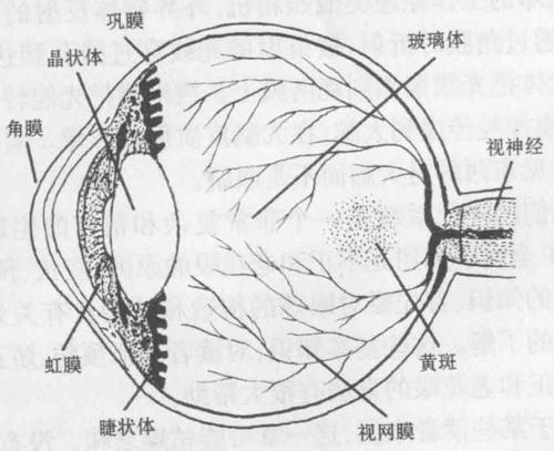 蝴蝶身体各部位名称图 搜狗图片搜索