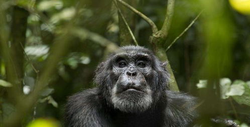 专家将一只黑猩猩当孩子养,差点把它变成人,与人类仅仅相差1.3