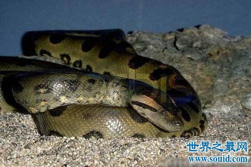 世界最长的蛇有多长？中国发现200米巨蟒真相揭秘（假新闻）