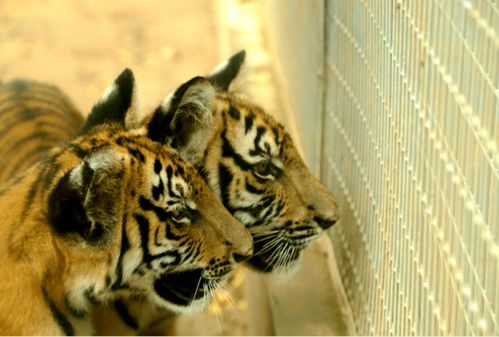 好消息 三小只虎宝成功入住华南虎宝宝幼儿园