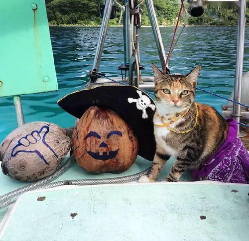美国姑娘辞掉工作当船长,航海十年与猫相伴
