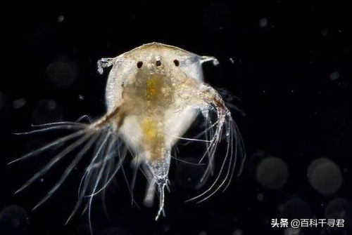 座头鲸 灰鲸和露脊鲸身上满是鲸虱和藤壶,为何虎鲸身上没有呢