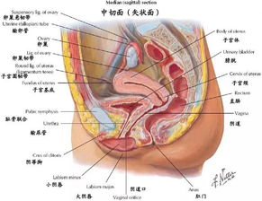 性高潮时子宫发生哪些生理变化