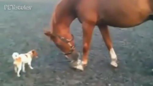 马儿吃着东西,小狗认真的看着它,真的是认真 