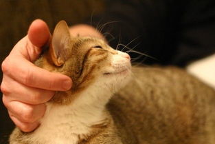 武汉联合动物医院 花草有毒 养猫家庭该如何与绿植共存