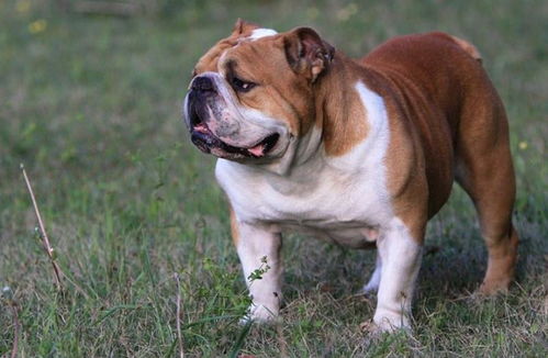 世界上最丑的五种狗狗,斗牛梗第二,第一名简直丑出了天际