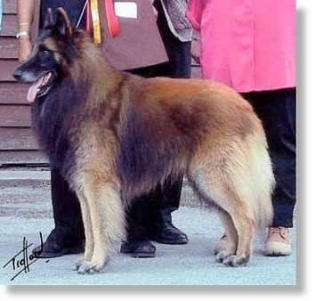 比利时特弗伦犬的历史起源 