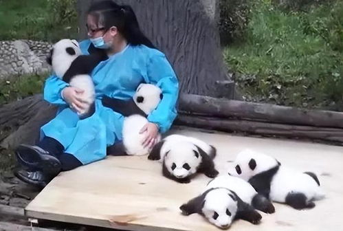 高不可攀的岗位,招聘熊猫饲养员数百份简历零录取,真不愧是国宝
