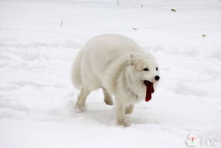 耐寒的狗狗下雪天出门就不需要穿衣服了吗 