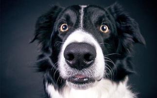 狗狗鼻子变干燥是正常的吗 可能是生病的提醒信号,主人要警惕