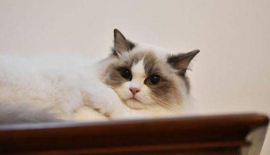 布偶猫为什么容易养死,刚出生的布偶猫为什么老死？