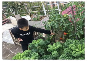 你的阳台还空着吗 一起来种菜吧 