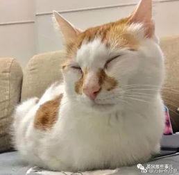 猫也能看手相辨性格 日本这手相大师,吸猫吸出新境界啊 