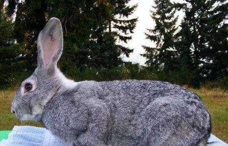 巨型金吉拉兔价格一般价格在300到500元左右？