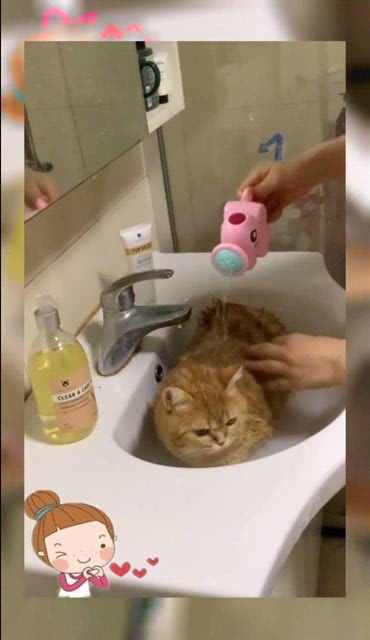 养猫吗,浇点水就长胖的那种 