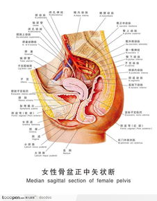 女性小腹部正面解剖图 搜狗图片搜索