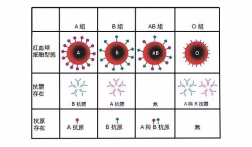 A型B型AB型O型,哪种血型最容易得病 你是哪种血型