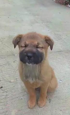 田园犬梦到大骨头,站着口水直流,主人拉近镜头时笑炸