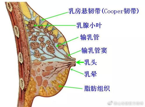 乳腺保健秘诀 听听医生怎么说