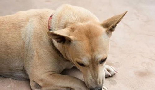 狗狗喜欢舔 爪子 ,并不是无聊,有这些原因