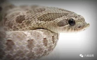 最可爱的毒蛇,猪鼻蛇本想装死躲避强敌,却成人类的卖萌宠物蛇