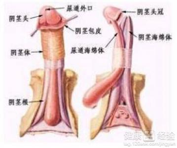 阴茎增大胶囊