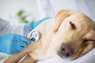 福州宠主注意啦 猫猫和狗狗等宠物也会得肺炎,如何预防和治疗宠物肺炎