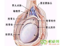 年轻男性怎样避免睾丸病