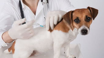 你的宠物狗进行基因检测了吗 