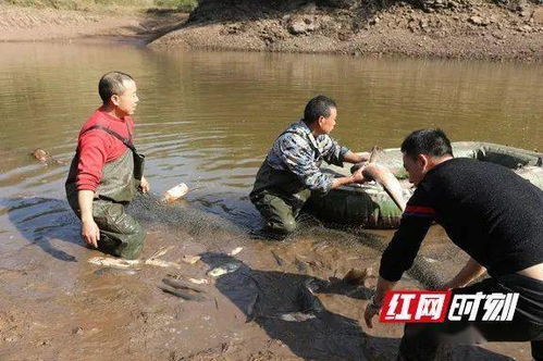 麻阳苗乡 腊月天气佳 水库捉大鱼迎新年