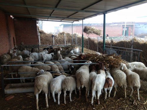 农村小养殖户,养羊规模保持在多少只,能使收益最大化 