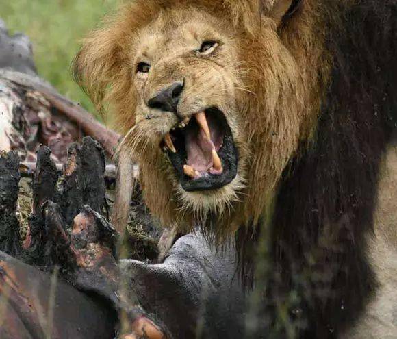 狮子发现一头河马尸体,吃着吃着突然露出愤怒的表情,这是咋了