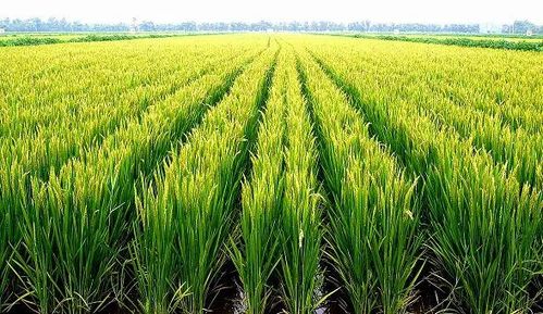 点赞 大洼区列入辽宁省水稻种子 苗 生产基地县