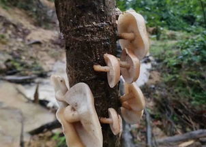 雨后天晴,攀枝花山野寻鲜正当时