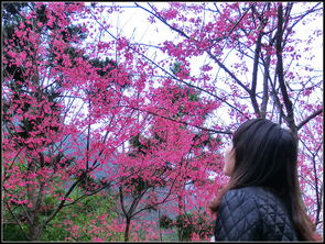 樱花树下