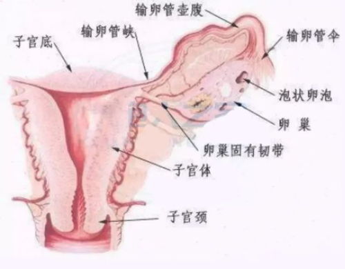 高清展示：成熟女性的生殖器构造