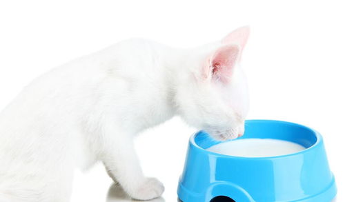 酸奶很适口,猫也很喜欢吃,猫可以吃酸奶吗